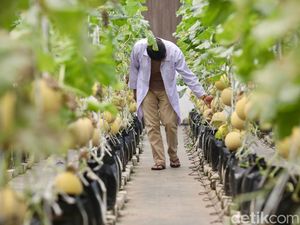 Industri Agro Cetak Investasi Rp 85 T Semester I, Serap 9,8 Juta Tenaga Kerja Industri Agro Cetak Investasi Rp 85 T Semester I, Serap 9,8 Juta Tenaga Kerja