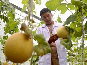 Teknologi IoT Dorong Budidaya Melon Modern di Ragunan Teknologi IoT Dorong Budidaya Melon Modern di Ragunan