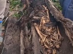 Kronologi Warga Temukan Kerangka Manusia Dalam Pohon di Sergai Kronologi Warga Temukan Kerangka Manusia Dalam Pohon di Sergai