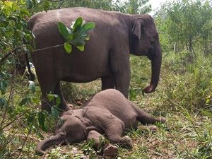 Kronologi Kematian Anak Gajah Tari di TN Tesso Nilo, Penyebab Diselidiki Kronologi Kematian Anak Gajah Tari di TN Tesso Nilo, Penyebab Diselidiki