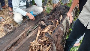 Potret Kerangka Manusia Dalam Pohon Aren di Sergai