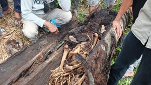 Potret Kerangka Manusia Dalam Pohon Aren di Sergai