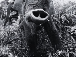 Gajah Tari Mati dengan Perut Menggembung, Warganet Berduka, Polisi Turun Tangan