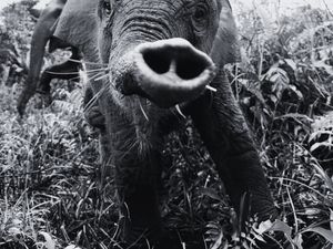 Gajah Tari Mati dengan Perut Menggembung, Warganet Berduka, Polisi Turun Tangan Gajah Tari Mati dengan Perut Menggembung, Warganet Berduka, Polisi Turun Tangan