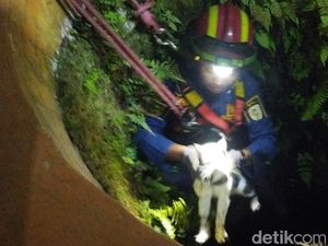 Damkar Evakuasi Kucing 5 Hari Terjebak Dalam Sumur di Klaten Damkar Evakuasi Kucing 5 Hari Terjebak Dalam Sumur di Klaten