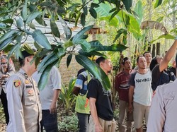 Remaja Putri di OKU Timur Ditemukan Tewas Gantung Diri di Pohon Mangga