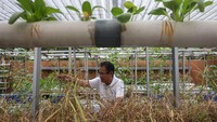 Inovasi Padi Hidroponik di Serang Hasilkan Beras Hingga 20 Kg