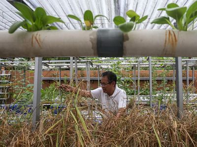 Inovasi Padi Hidroponik di Serang Hasilkan Beras Hingga 20 Kg