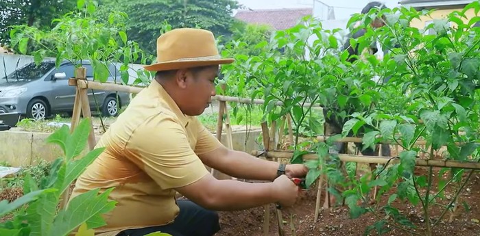 Narji Cagur jadi petani Narji Kini Jadi Petani, Bagikan Tips Mudah Menanam Pohon Cabai