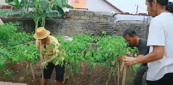 Narji Cagur jadi petani Narji Kini Jadi Petani, Bagikan Tips Mudah Menanam Pohon Cabai
