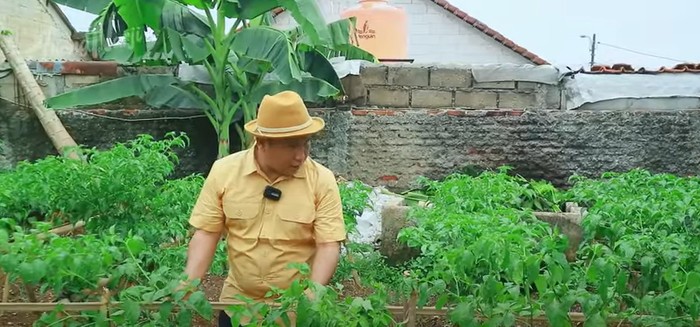 Narji Cagur jadi petani Narji Kini Jadi Petani, Bagikan Tips Mudah Menanam Pohon Cabai