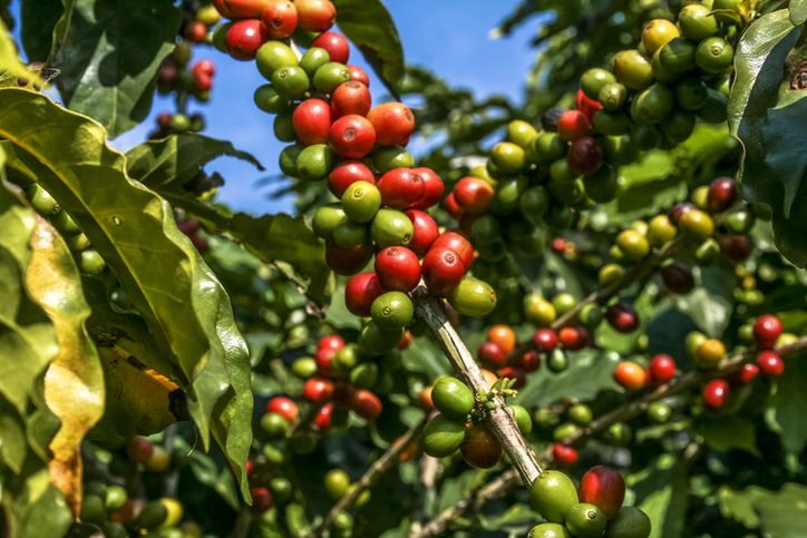 4 Bagian Tanaman Kopi Ini Dapat Dikonsumsi, dari Daun hingga Biji