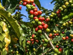 4 Bagian Tanaman Kopi Ini Dapat Dikonsumsi, dari Daun hingga Biji
