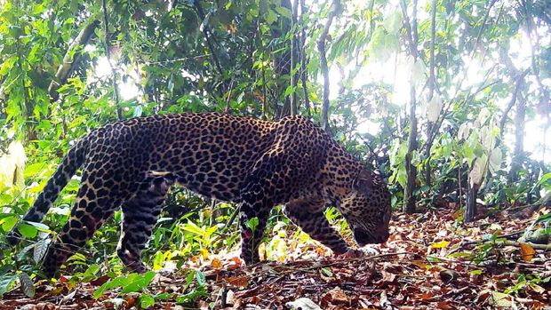 Macan Tutul Jawa (Panthera Pardus Melas) di Gunung Sanggabuana.