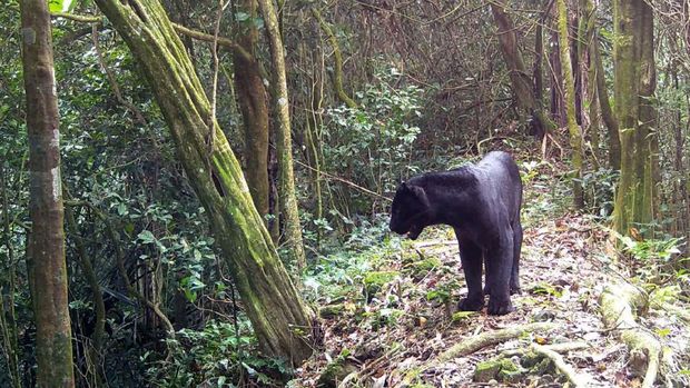 Macan Tutul Jawa (Panthera Pardus Melas) di Gunung Sanggabuana.