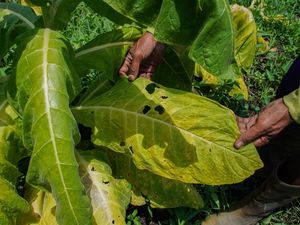 Petani Lumajang Hadapi Gagal Panen Tembakau Akibat Kemarau Basah Petani Lumajang Hadapi Gagal Panen Tembakau Akibat Kemarau Basah