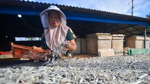 Produksi Ikan Teri Kering di Padang Turun Drastis Akibat Hujan
