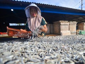 Produksi Ikan Teri Kering di Padang Turun Drastis Akibat Hujan Produksi Ikan Teri Kering di Padang Turun Drastis Akibat Hujan