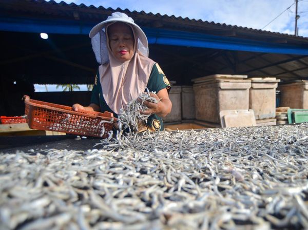 Produksi Ikan Teri Kering di Padang Turun Drastis Akibat Hujan