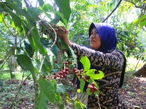 Desa Sukorejo Mengubah Kopi Jadi Petualangan Edukasi Desa Sukorejo Mengubah Kopi Jadi Petualangan Edukasi