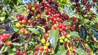 Eduwisata di Kampung Wisata Kopi Bondowoso