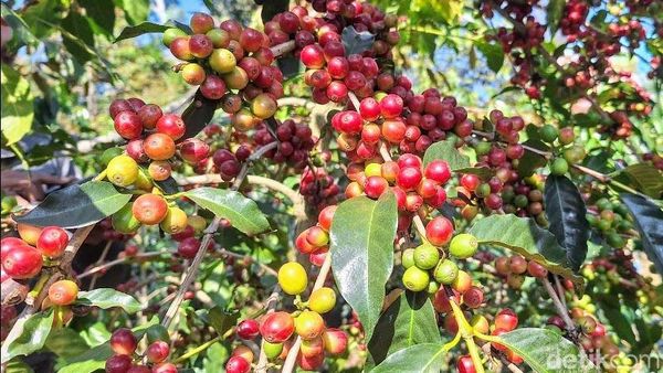 Eduwisata di Kampung Wisata Kopi Bondowoso