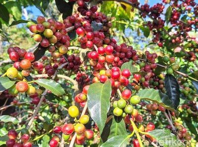 Eduwisata di Kampung Wisata Kopi Bondowoso