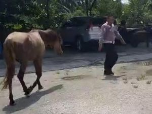 3 Kuda Milik Ponpes di Kampar Lepas dari Kandang, Berakhir Ditangkap Polantas 3 Kuda Milik Ponpes di Kampar Lepas dari Kandang, Berakhir Ditangkap Polantas