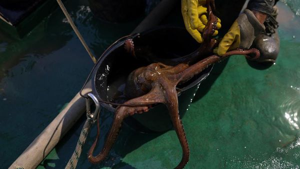 Misi Penyelamatan Gurita, Aktivis Angkat Perangkap Ilegal dari Laut Yunani