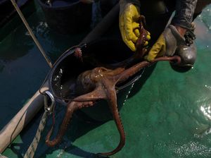 Misi Penyelamatan Gurita, Aktivis Angkat Perangkap Ilegal dari Laut Yunani