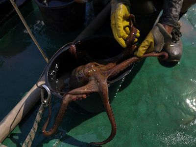 Misi Penyelamatan Gurita, Aktivis Angkat Perangkap Ilegal dari Laut Yunani