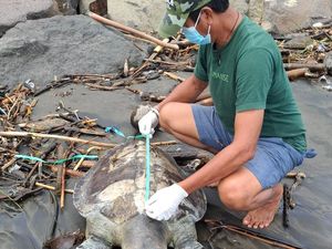 Penyu Usia 20 Tahun Ditemukan Mati Membusuk di Pantai Perancak Jembrana Penyu Usia 20 Tahun Ditemukan Mati Membusuk di Pantai Perancak Jembrana