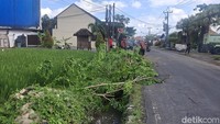 Pohon Angsana Tumbang di Kerobokan, Lalin Macet 2 Jam