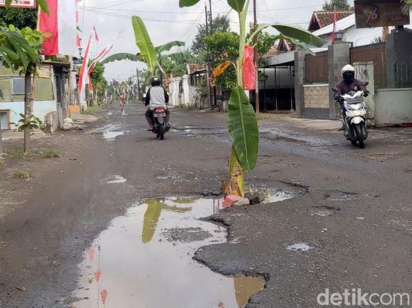Potret Jalan Rusak di Tulungagung Ditanami Pohon Pisang