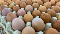 Jangan Diabaikan! Ini 10 Tanda Telur Sudah Tak Aman Dikonsumsi