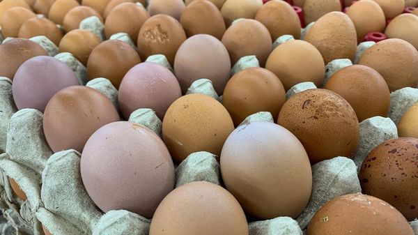 Jangan Diabaikan! Ini 10 Tanda Telur Sudah Tak Aman Dikonsumsi