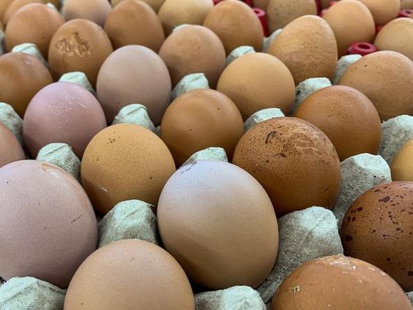 Jangan Diabaikan! Ini 10 Tanda Telur Sudah Tak Aman Dikonsumsi