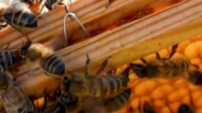 Video: Cara Super Peneliti Oxford Selamatkan Populasi Lebah Madu