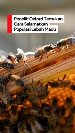 Video: Cara Super Peneliti Oxford Selamatkan Populasi Lebah Madu