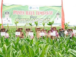 Lamongan Panen Raya Tembakau di Tengah Kemarau Basah Lamongan Panen Raya Tembakau di Tengah Kemarau Basah