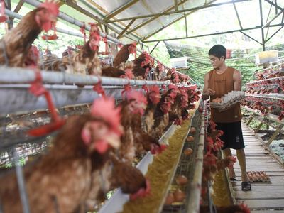 Wow, Peternakan Ini Hasilkan Ratusan Telur Omega Setiap Hari