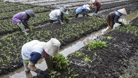 Petani Teriak Rupiah Melemah: Kami Tak Pegang Dolar, Tapi Kena Dampaknya