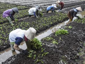 Petani Teriak Rupiah Melemah: Kami Tak Pegang Dolar, Tapi Kena Dampaknya