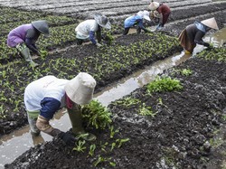 Petani Teriak Rupiah Melemah: Kami Tak Pegang Dolar, Tapi Kena Dampaknya