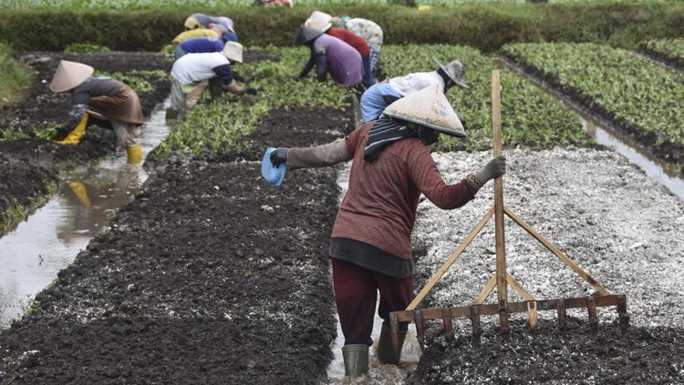 Menelisik Swasembada Pangan RI: Memahami Klaim Presiden Prabowo