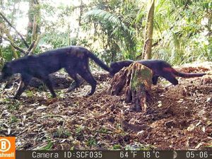 Penampakan Langka Macan Tutul Bawa 2 Anak Beda Corak di Sanggabuana Penampakan Langka Macan Tutul Bawa 2 Anak Beda Corak di Sanggabuana