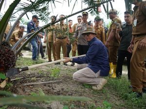 Bupati OKU Apresiasi Panen Perdana Sawit Bumdes Pandan Dulang Bupati OKU Apresiasi Panen Perdana Sawit Bumdes Pandan Dulang