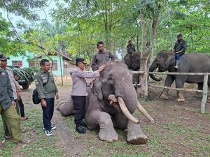 Deforestasi Ugal-ugalan, Rumah Gajah PLG Sebanga Tersisa Cuma 1 Hektar
