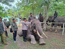 Deforestasi Ugal-ugalan, Rumah Gajah PLG Sebanga Tersisa Cuma 1 Hektar