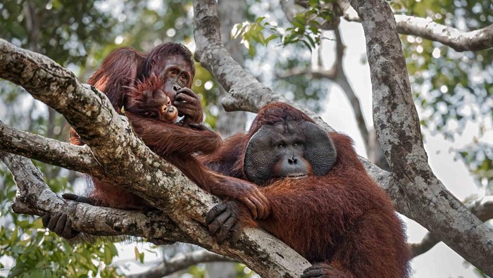 Rahasia Orang Utan Sehat, Kebiasaan Simpel yang Bisa Kita Contek!